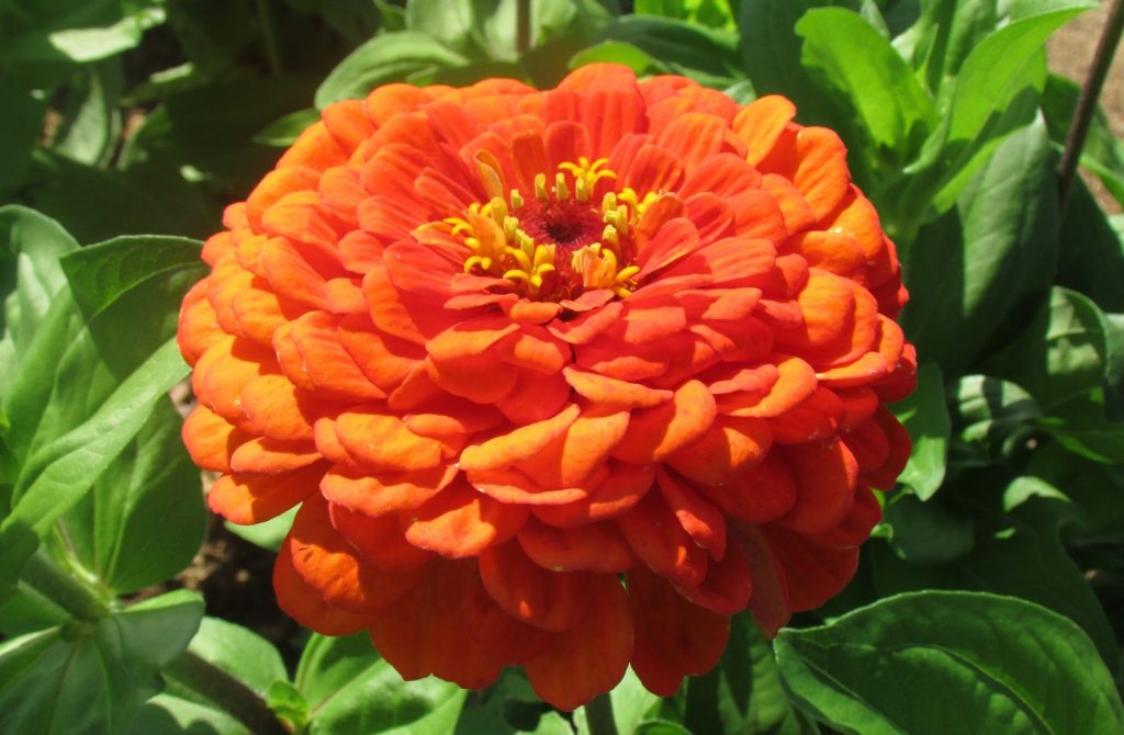 Оранжевый король