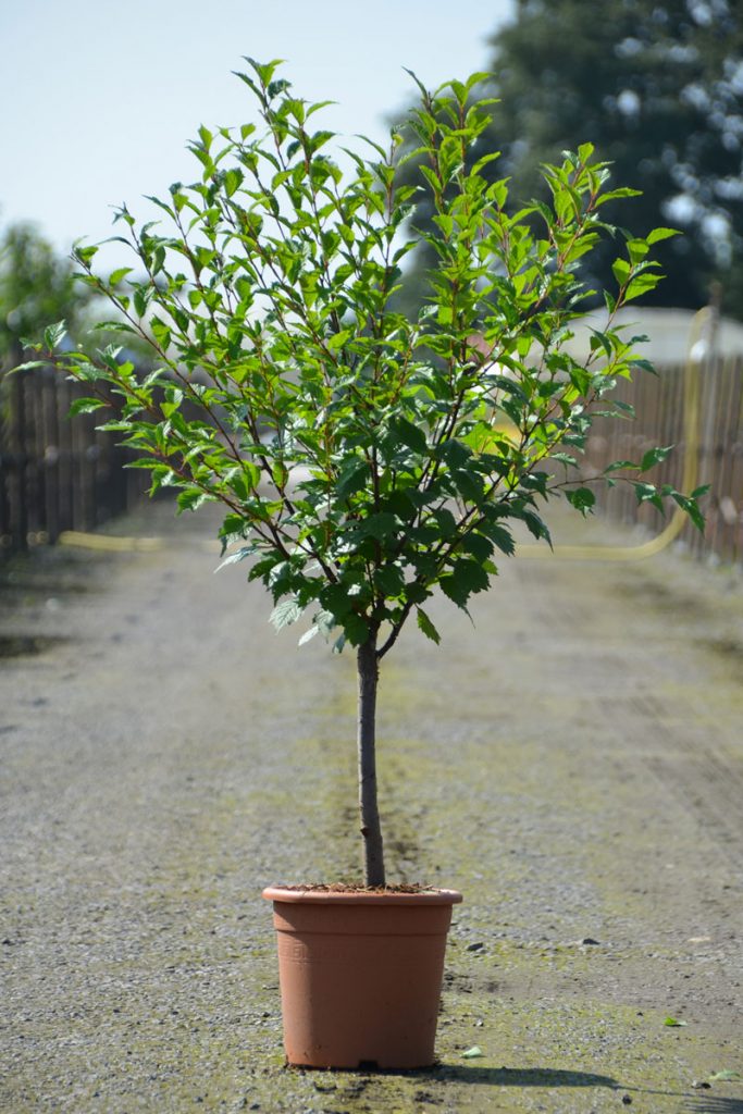 Отличный экземпляр растения