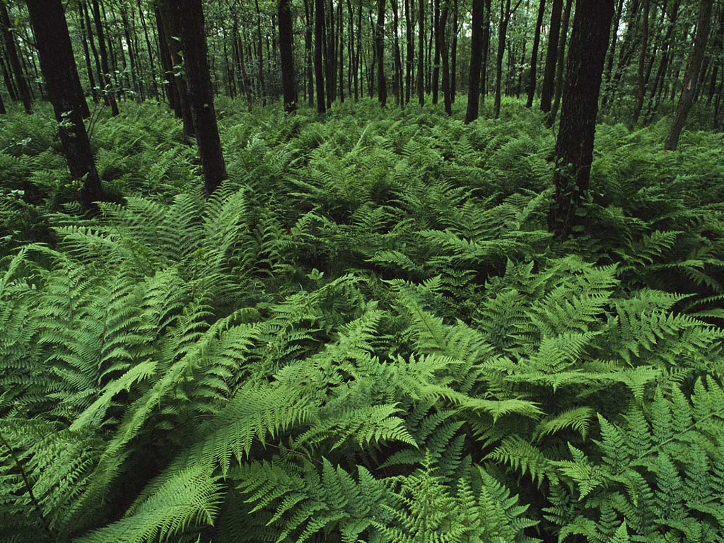 Папоротник прекрасно себя чувствует в тени деревьев