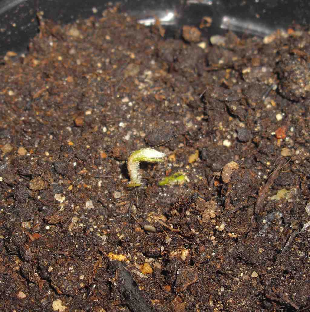 Первые всходы эриоботрии появляются уже через 30 дней после посадки скарифицированной косточки