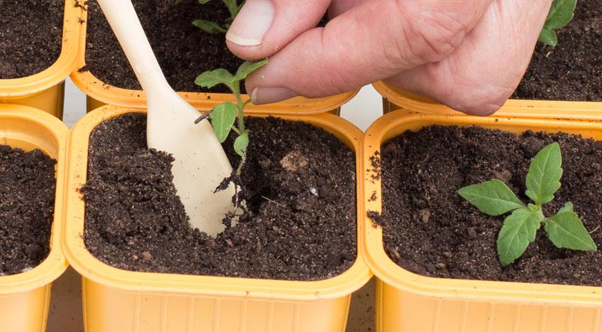 Пикировка растения