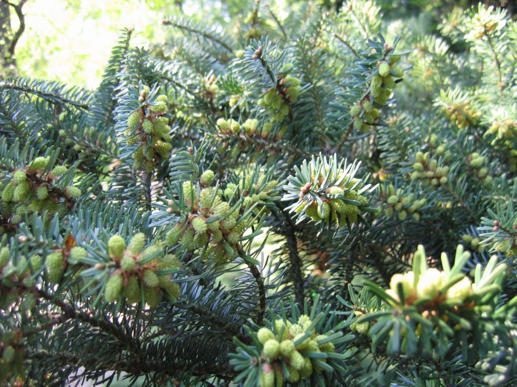 Пихта арнольда