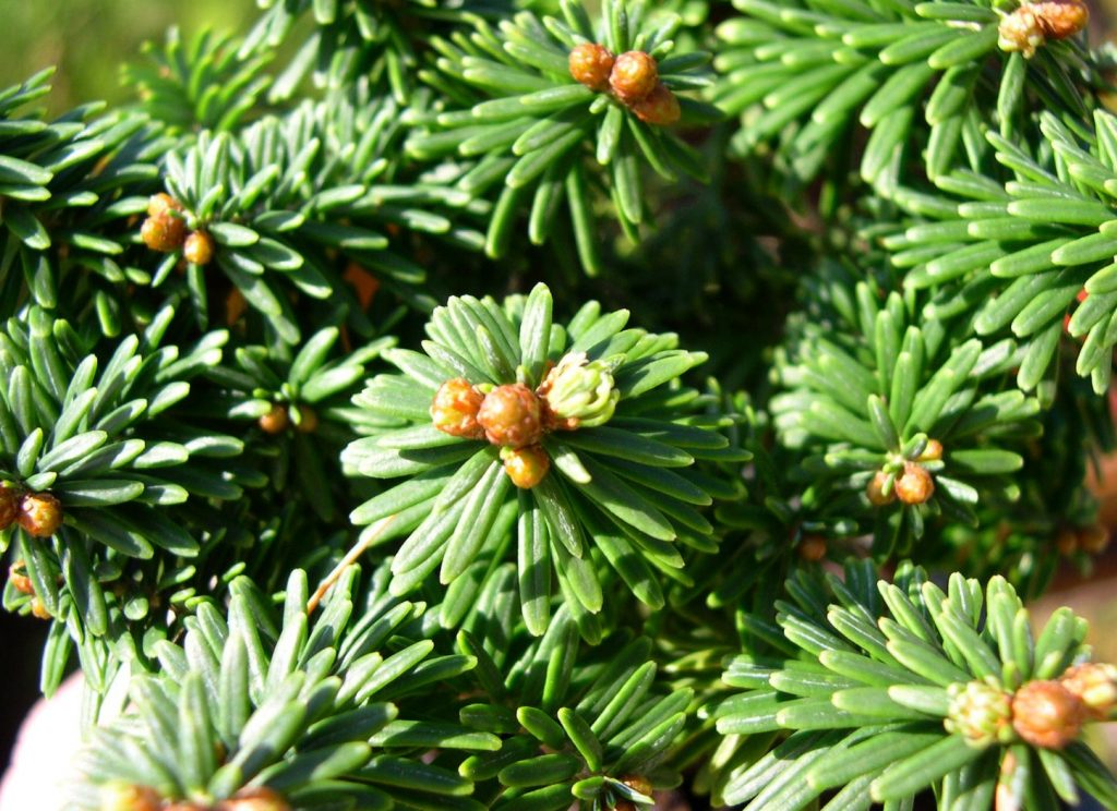 Пихта бальзамическая пикколо