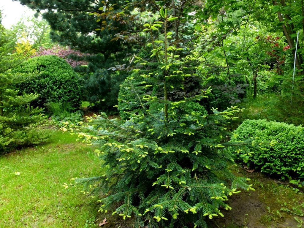 Пихта будет хорошо расти в плодородной и богатой почве