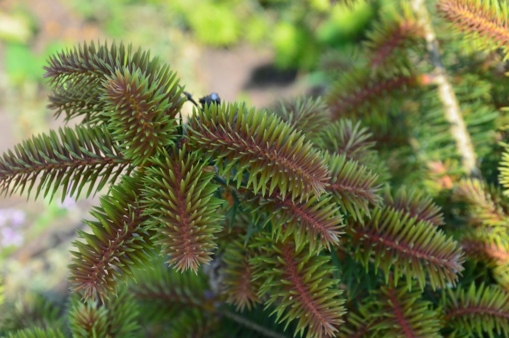 Пихта кавказская