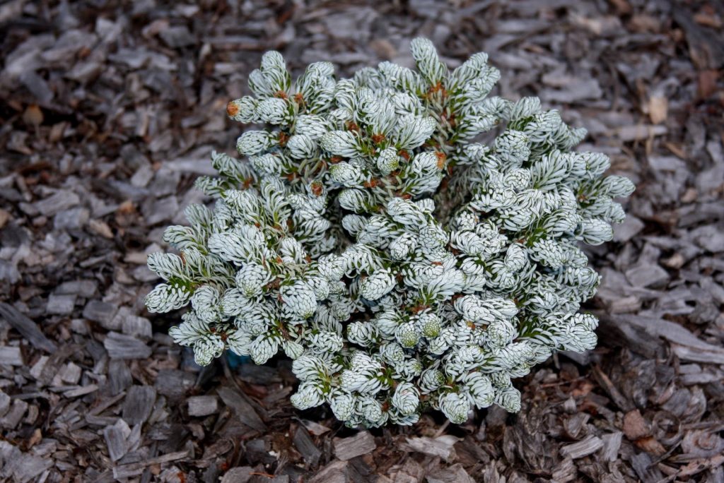 Пихта корейская