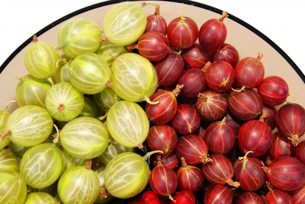 Плоды крыжовника