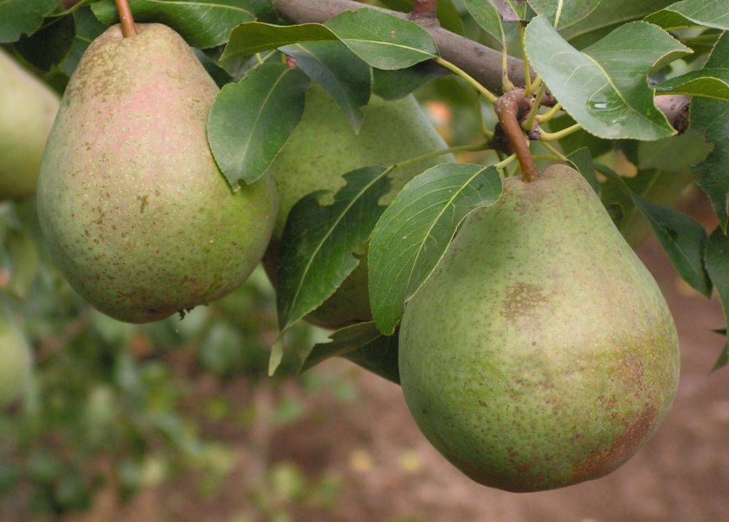 Плоды поздних сортов хранятся очень долго