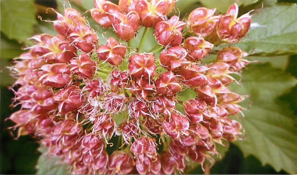 Плоды пузыреплодника с семенами