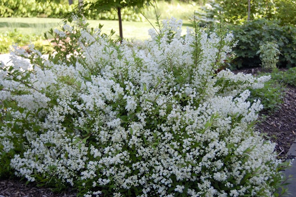 Подкармливать кустарник нужно несколько раз за сезон