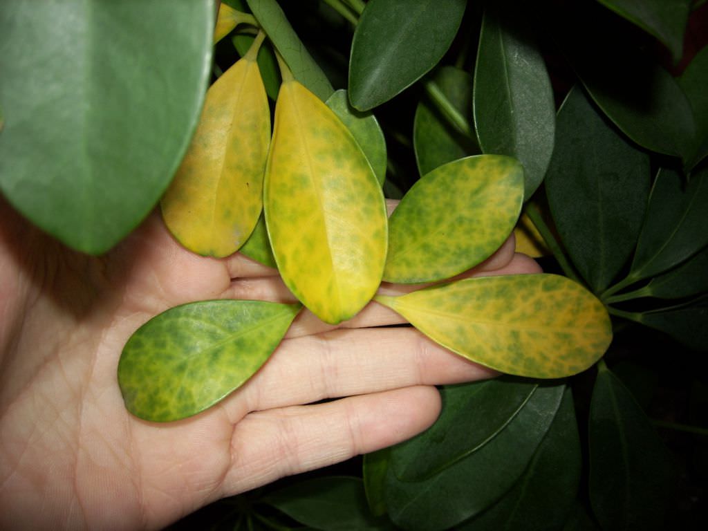 Пожелтевшие листья растения