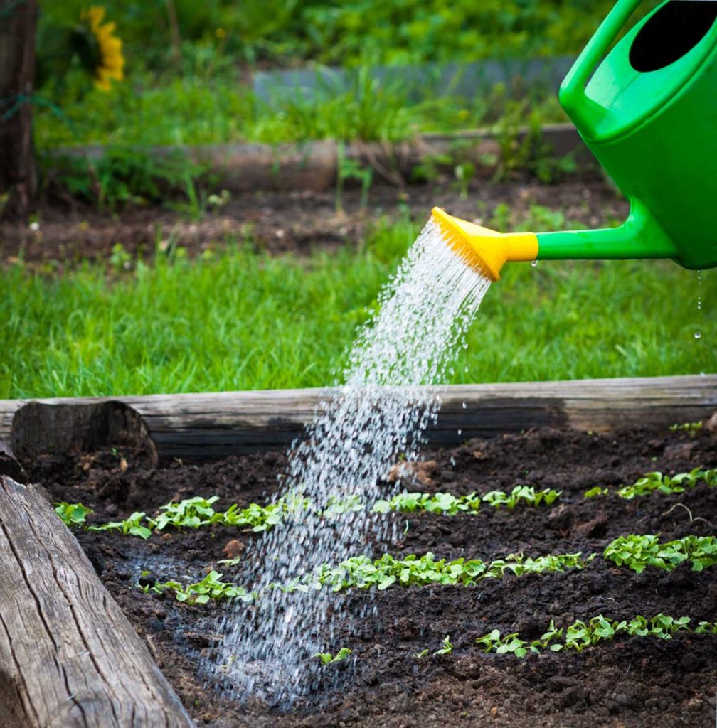 Полив моркови на грядке