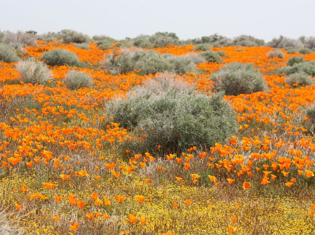 Поля из эшшольций