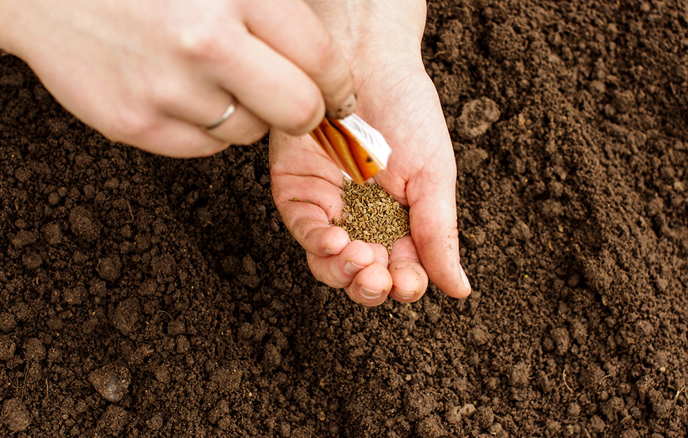 Посев моркови