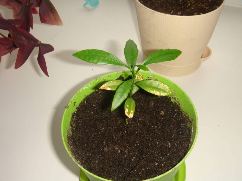 Землесмесь для шеффлеры можно приготовить самому