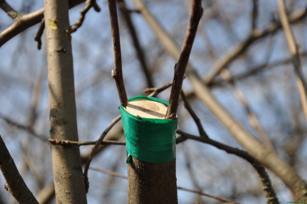 Привитая черешня