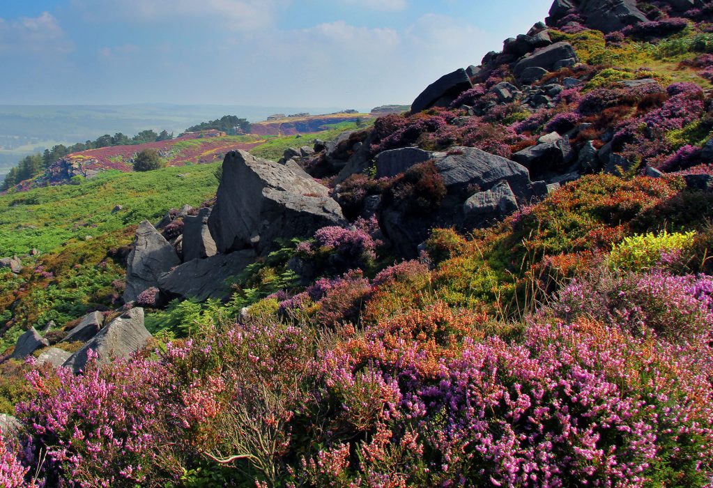 Природные вересковые насаждения встречаются в северной части Евразийского континента
