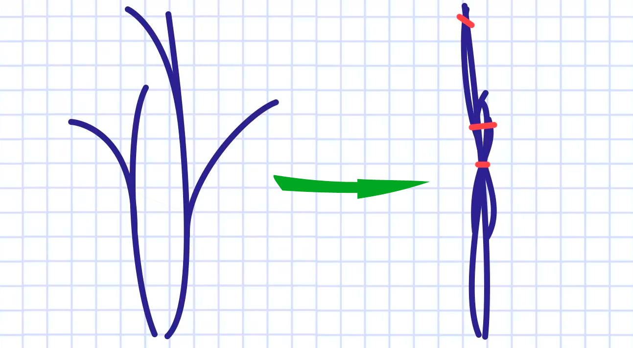 Пряморослые кусты можно связать перед утеплением на зиму