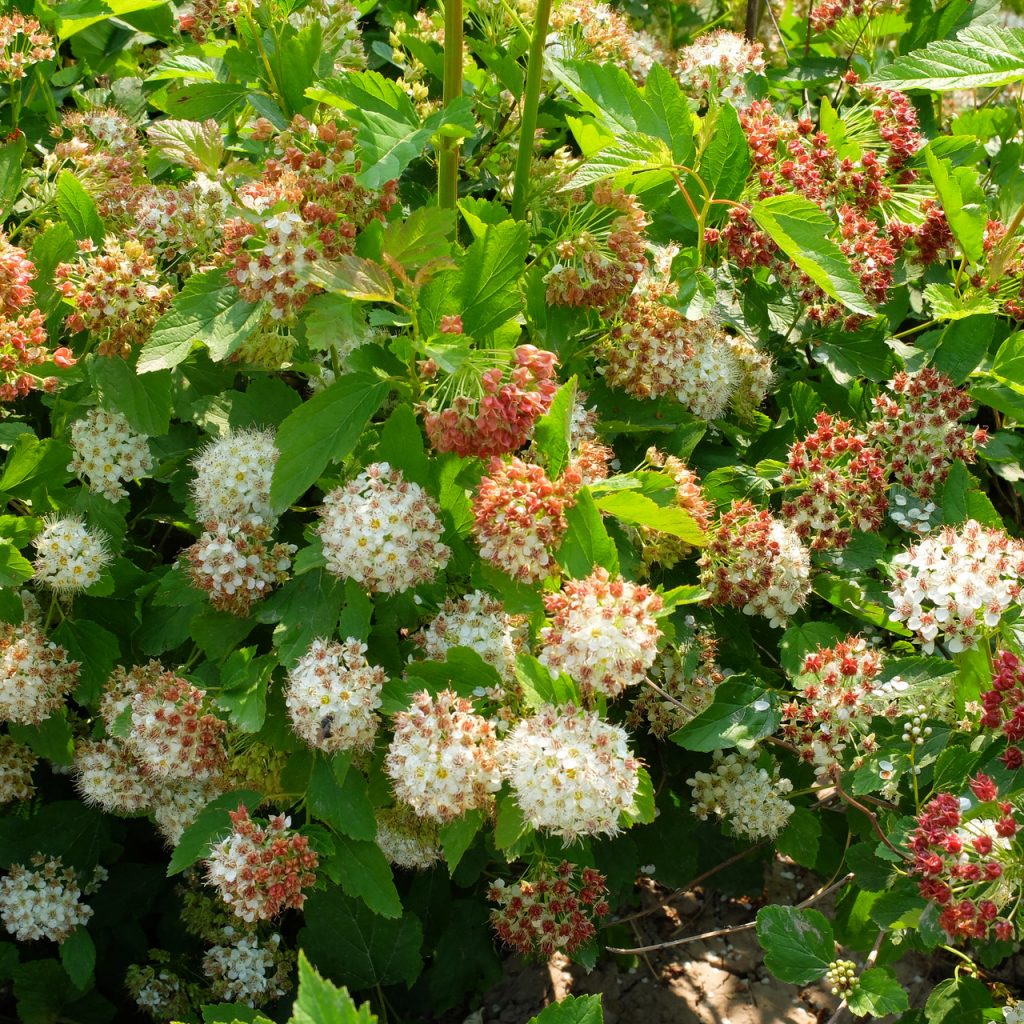 Пузыреплодник калинолистный