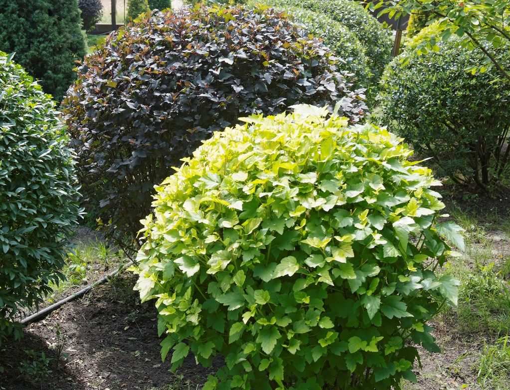 Пузыреплодник красивой формы