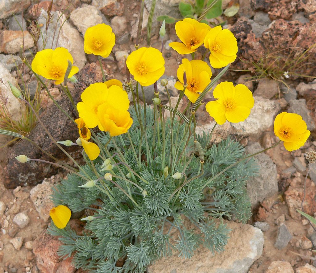 Пустынный мак