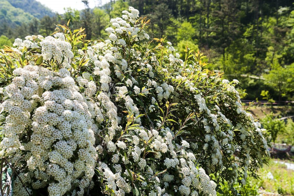 Пышное и обильное цветение куста