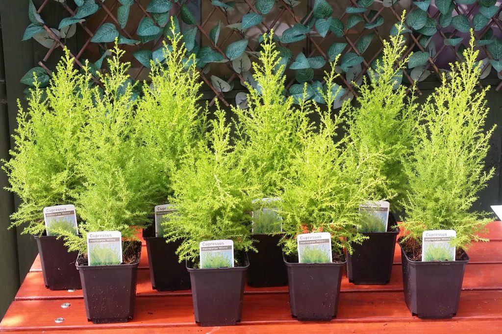 Разведение комнатных видов