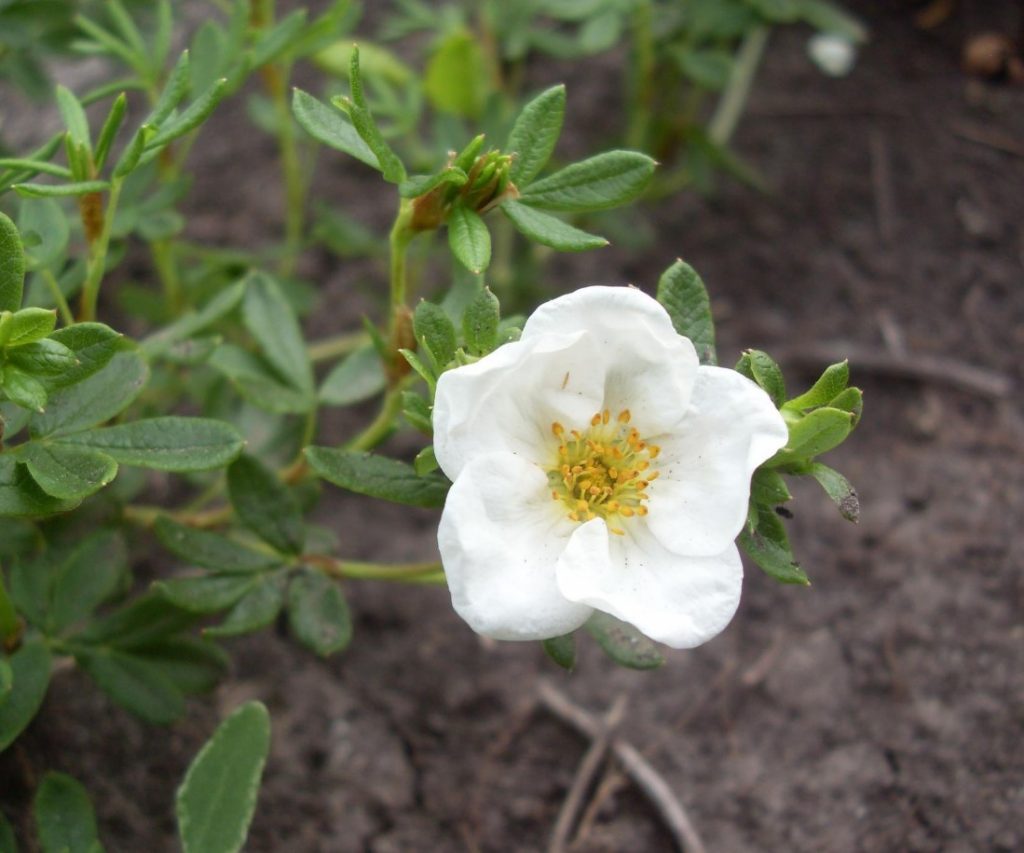 Размножать растение можно несколькими способами