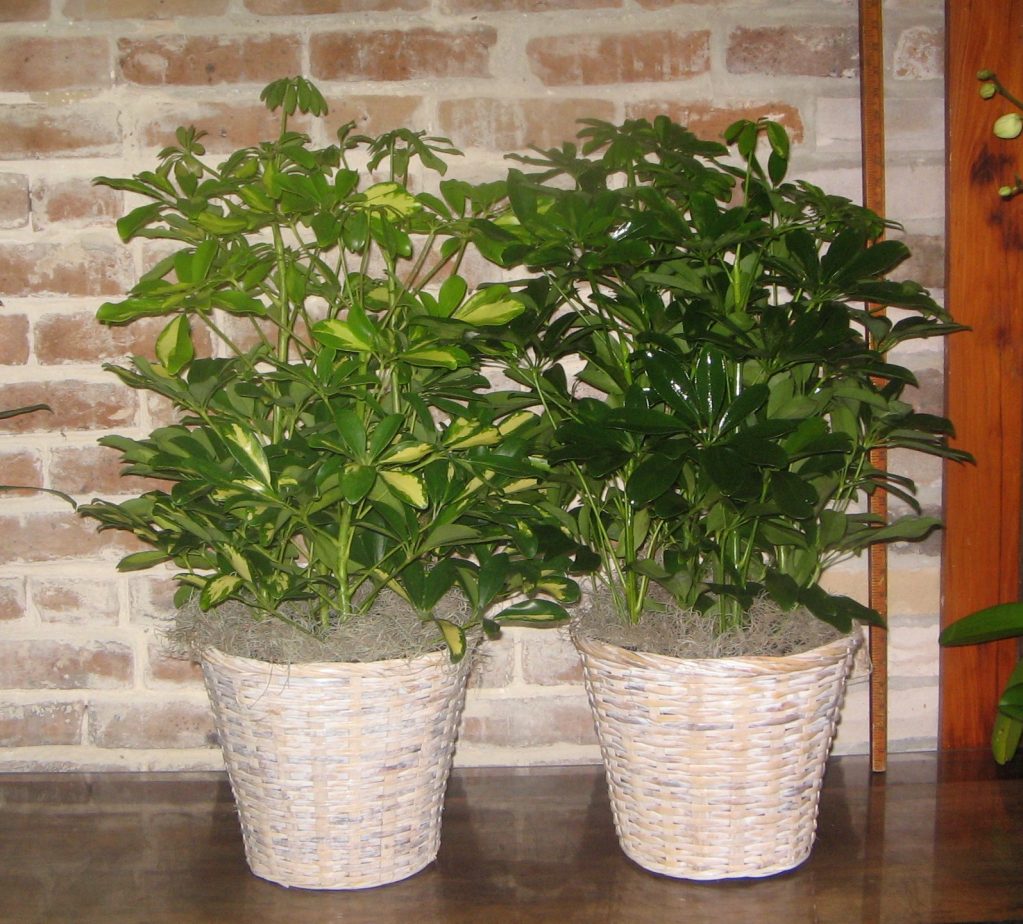 Размножать шеффлеру можно несколькими способами