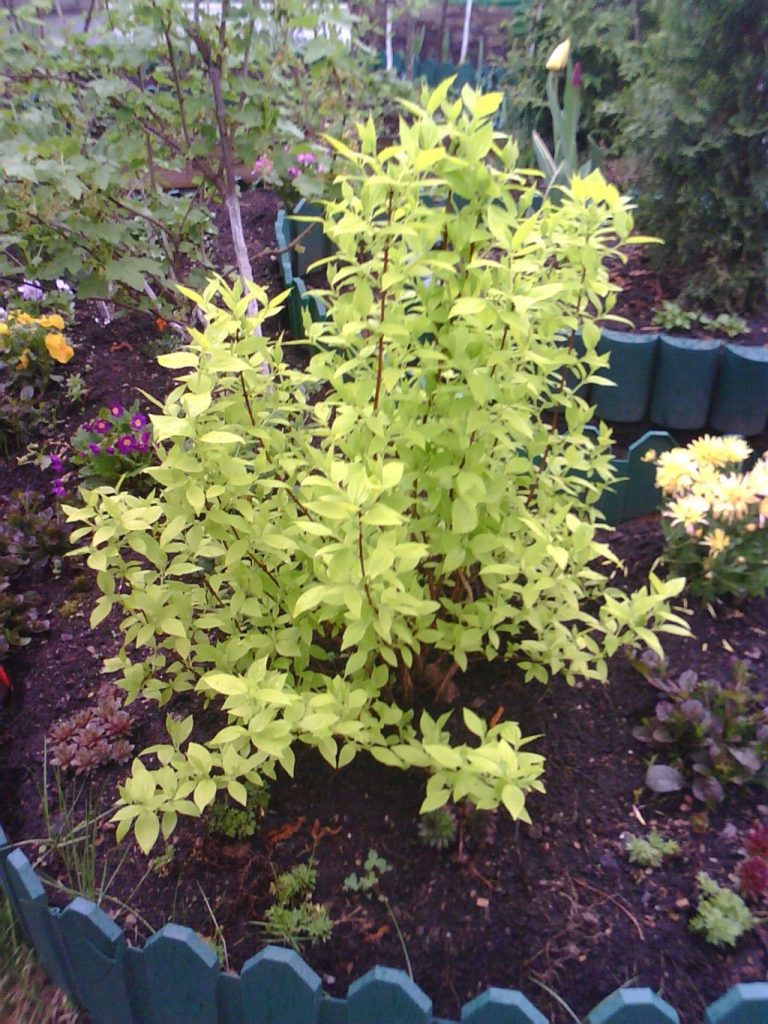 Чубушник, выросший из отводка