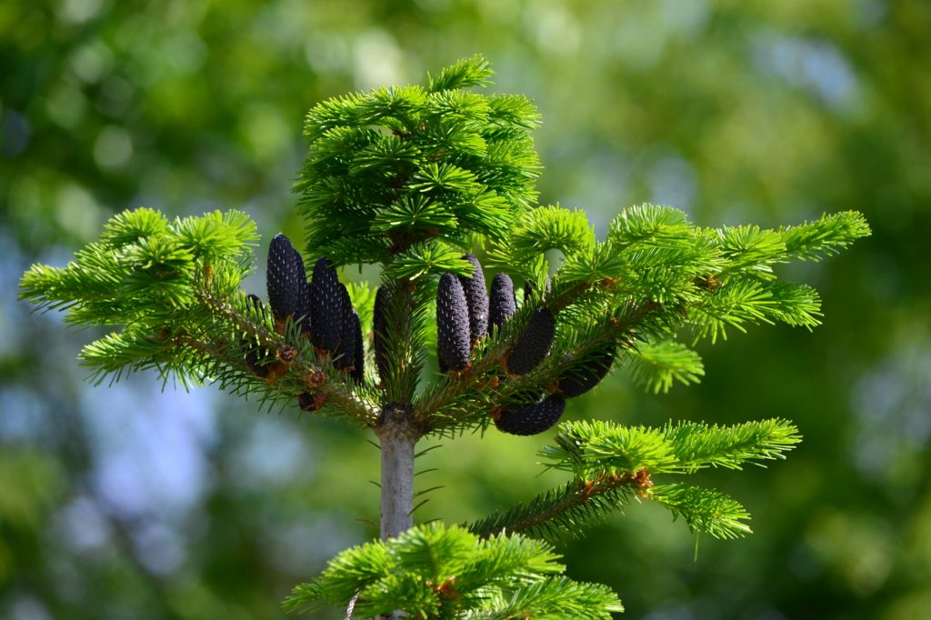 В декоративном садоводстве используется около 10 видов растения