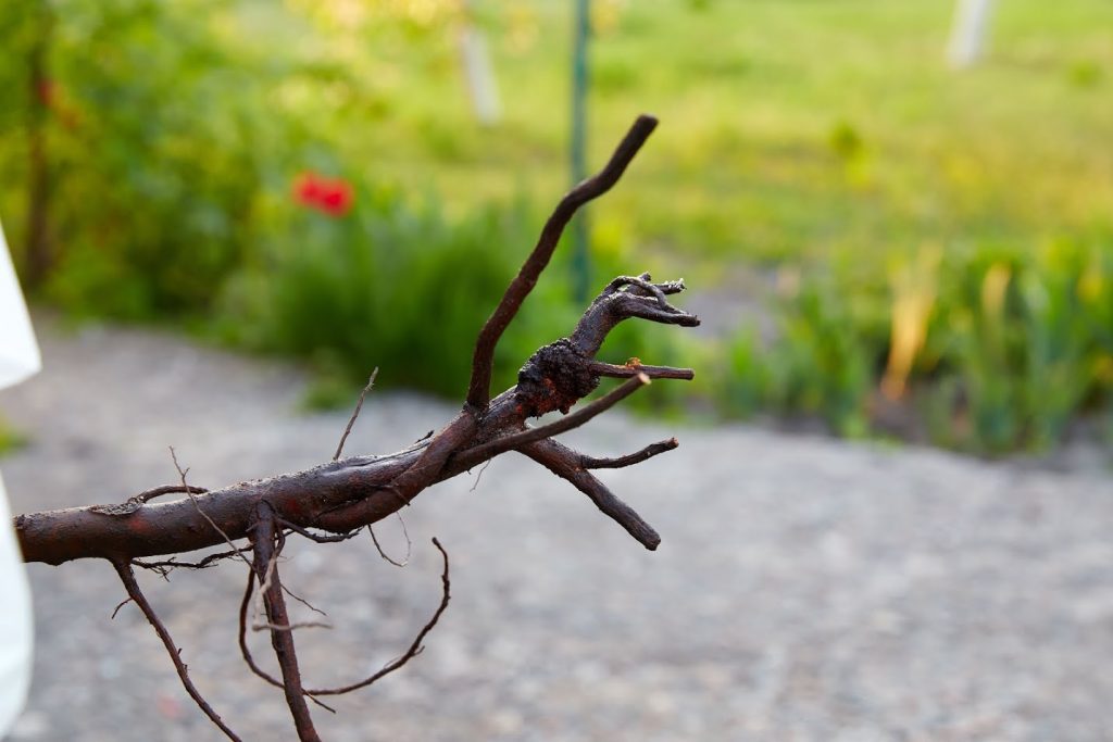 Рак корня дерева