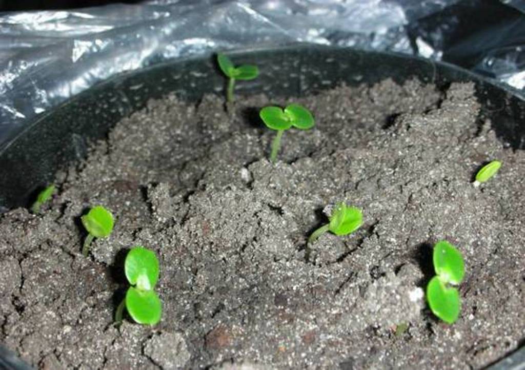 Рассада через 3 недели после посадки