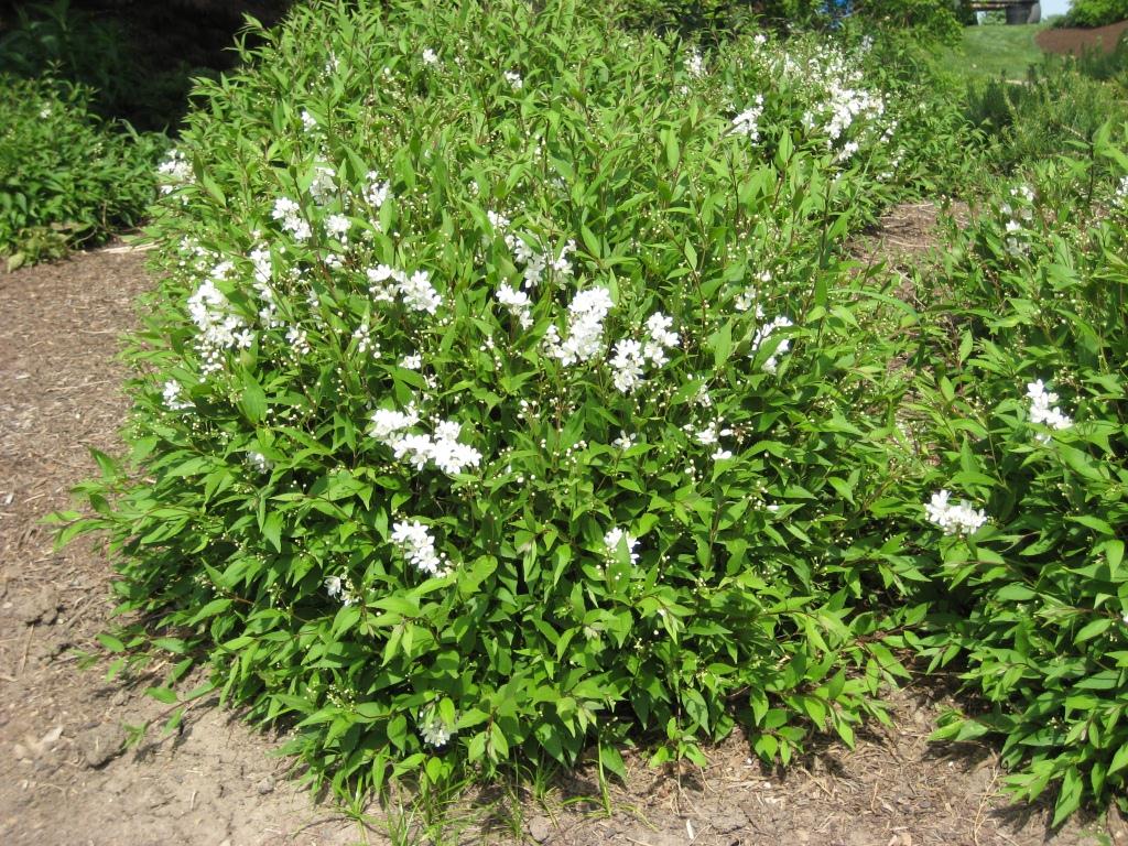 Растение хорошо приживается в открытом грунте в средней полосе России