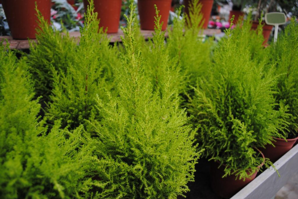 Роскошные миниатюрные елочки