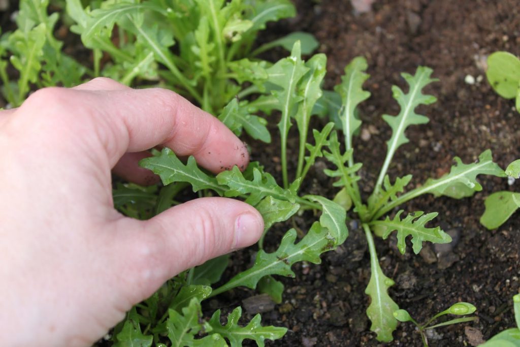 Руккола нуждается в минимальной заботе