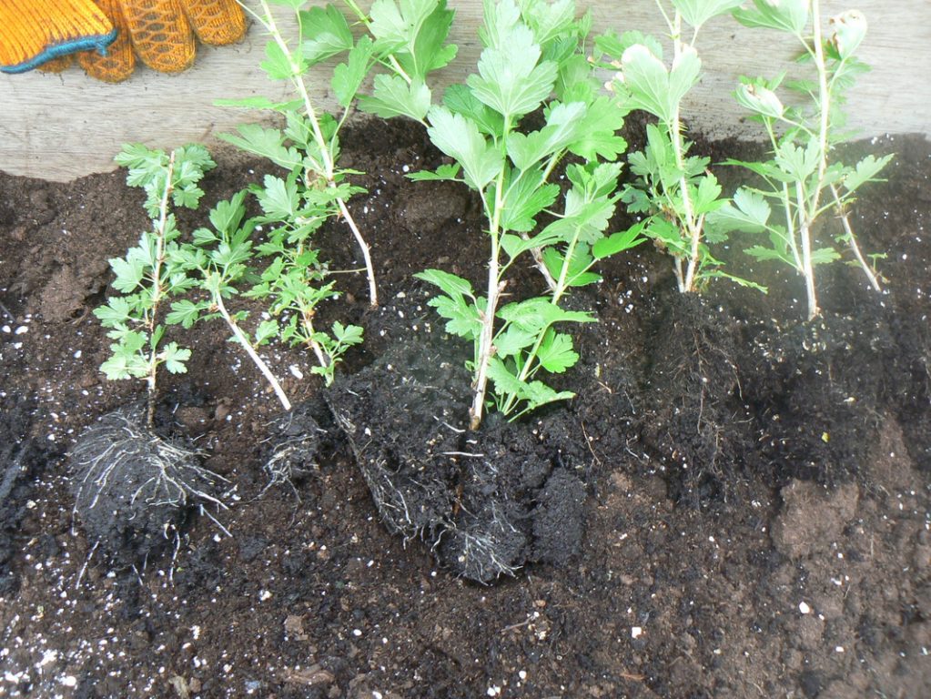 Саженцы крыжовника