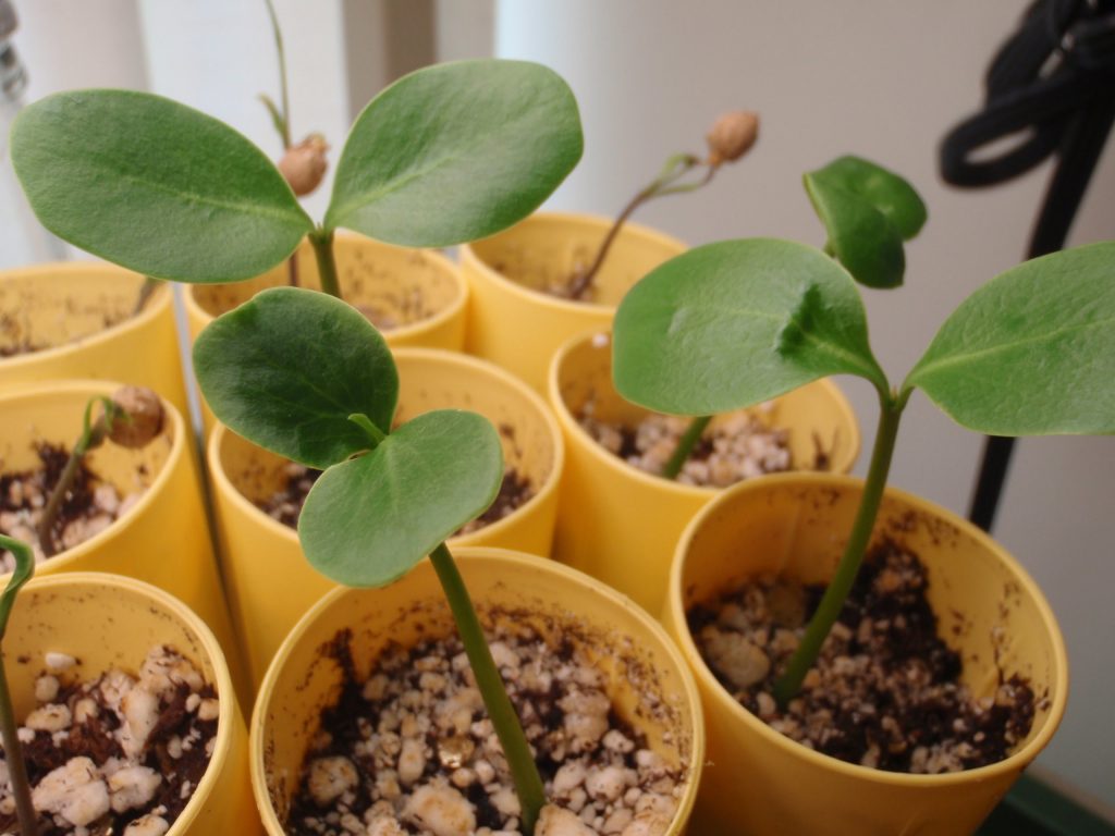 Саженцы молочая