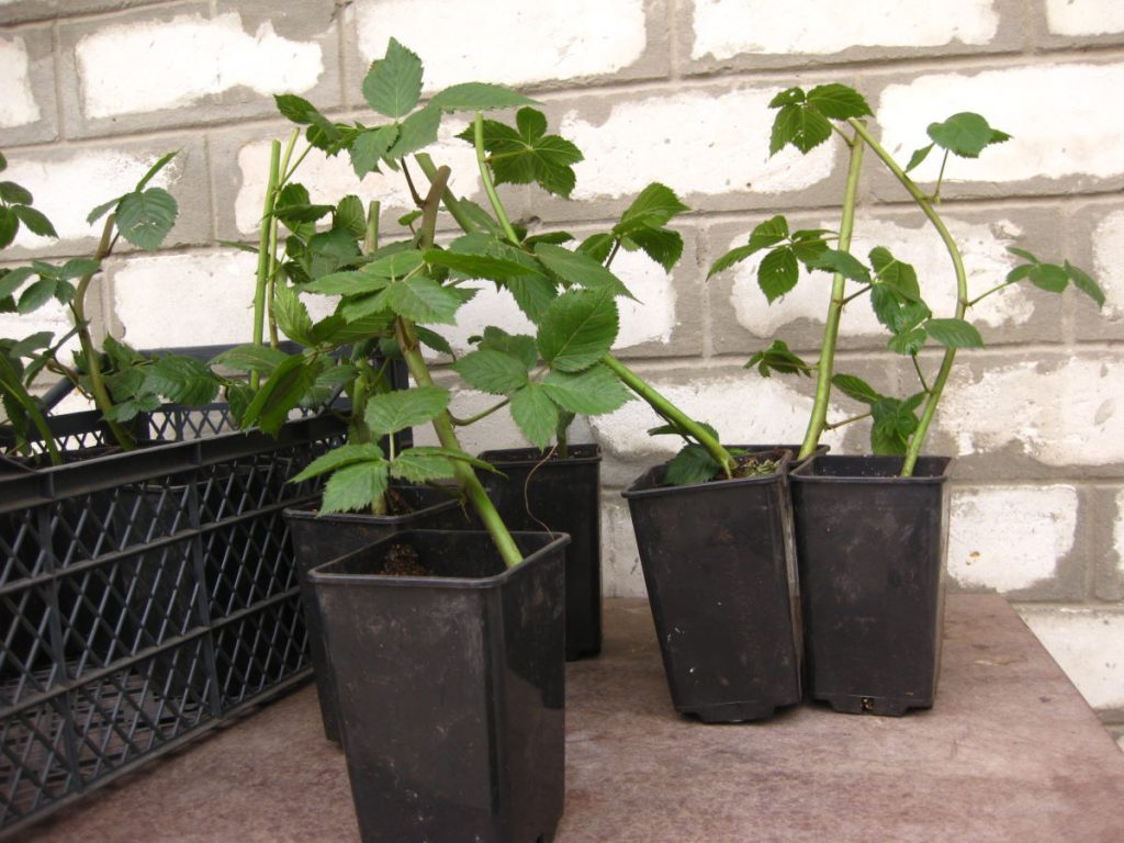 Саженцы, подготовленные к посадке