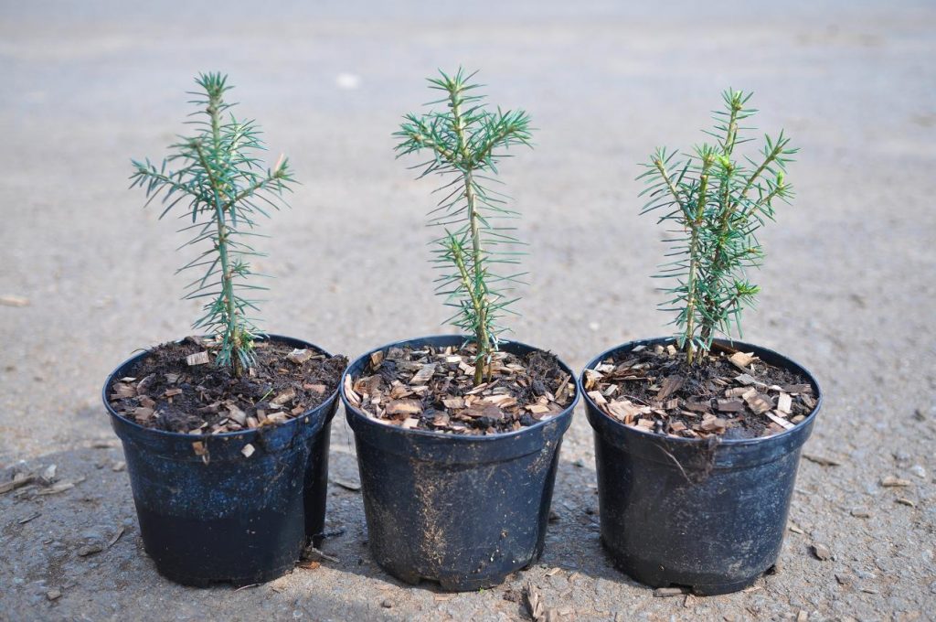 Саженцы пихты