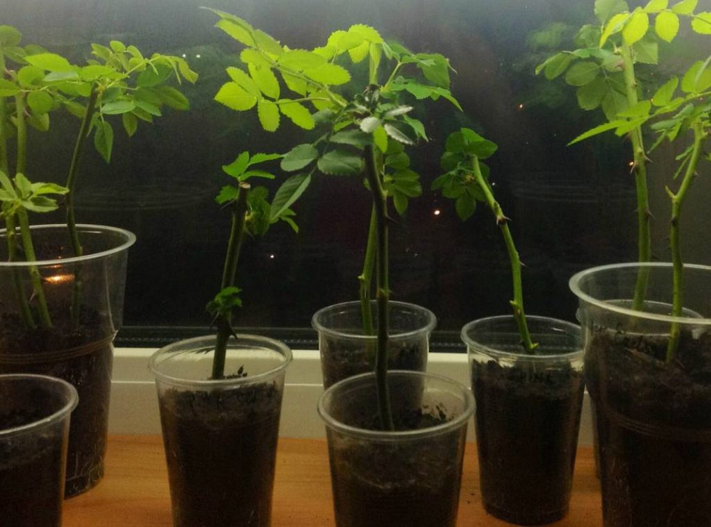 Саженцы роз на балконе