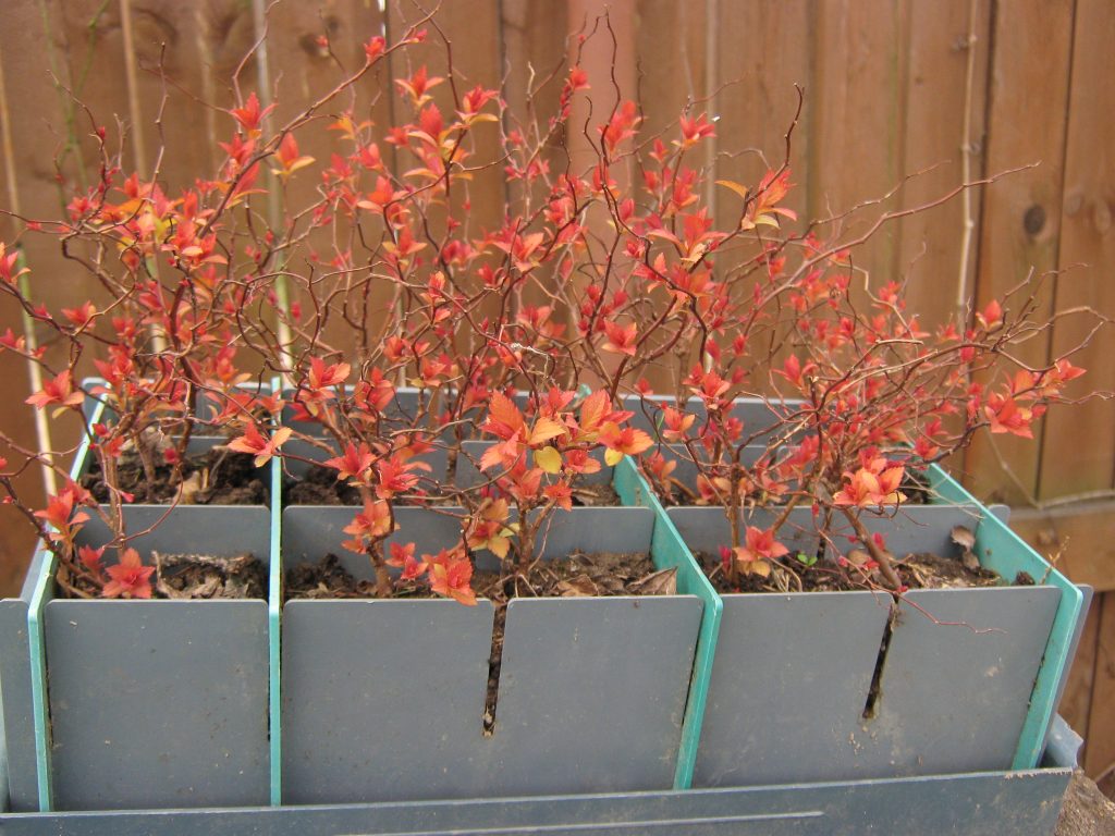 Саженцы спиреи