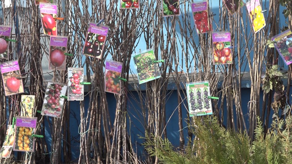 Саженцы черешни