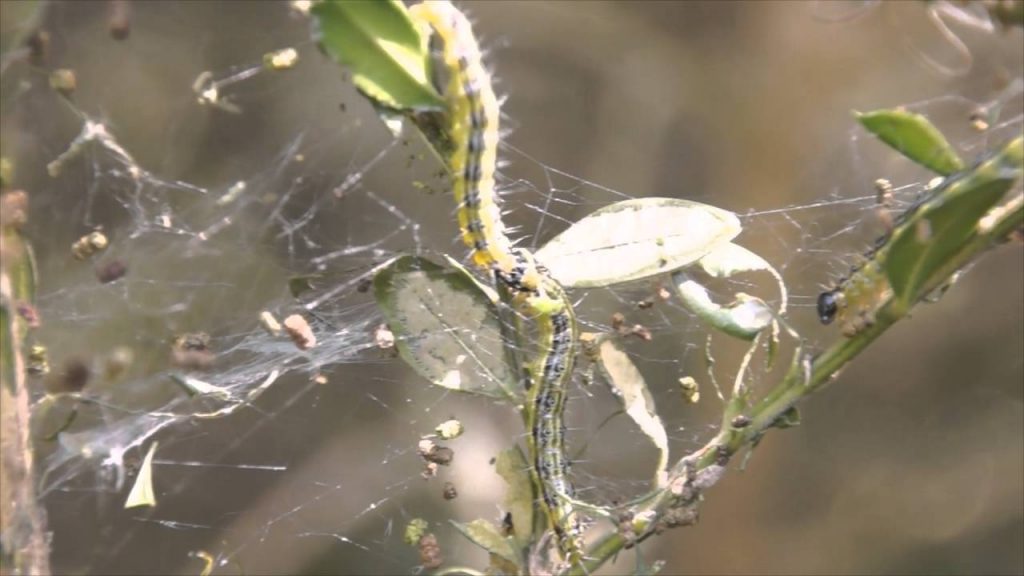 Самшитовая огнёвка – опасный вредитель, из-за которого растение погибает