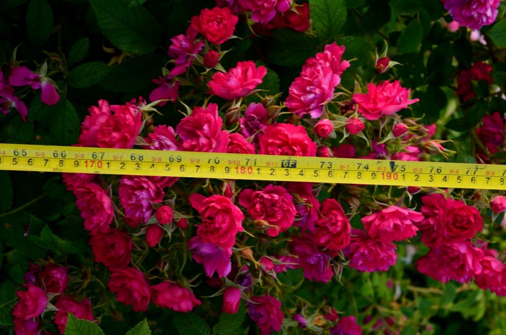 Селекция розы