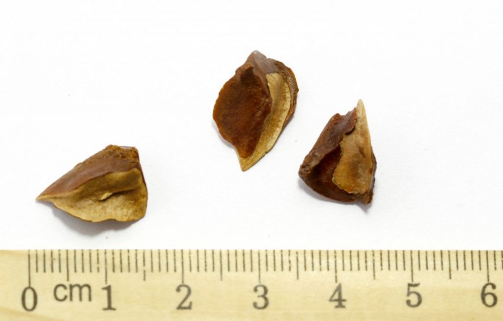 Семена кипариса