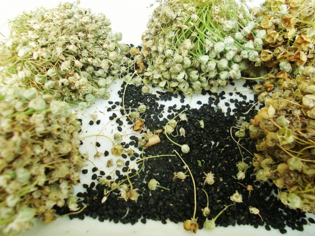 Семена лука