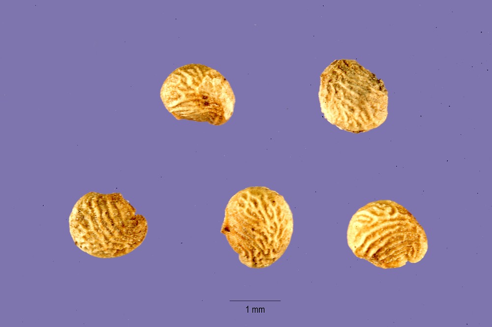 Семена растения