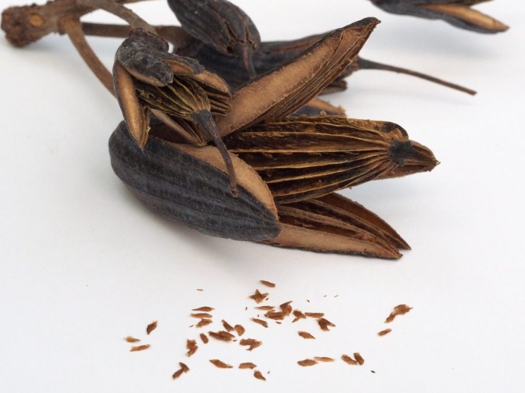 Семена рододендрона