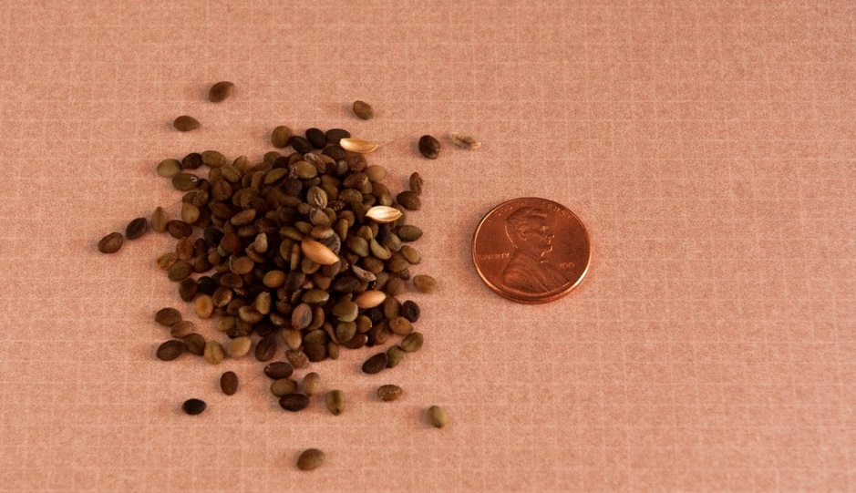 Семена флокса